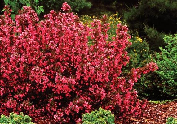 Wine and Roses Weigela