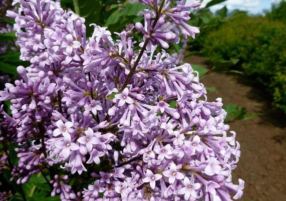 Red Wine Preston Lilac