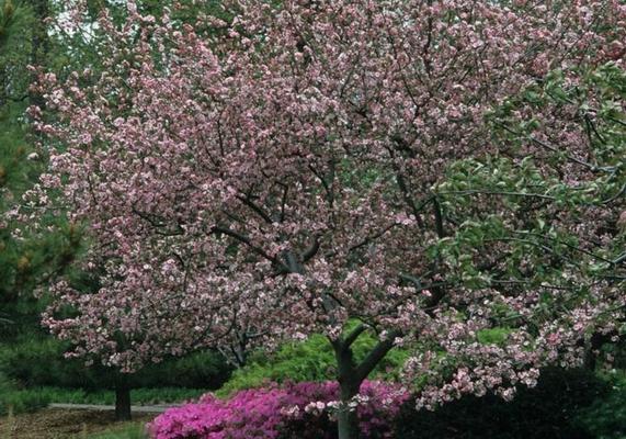 Brandywine Crabapple