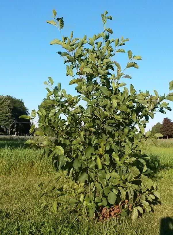 Alnus rugosa 