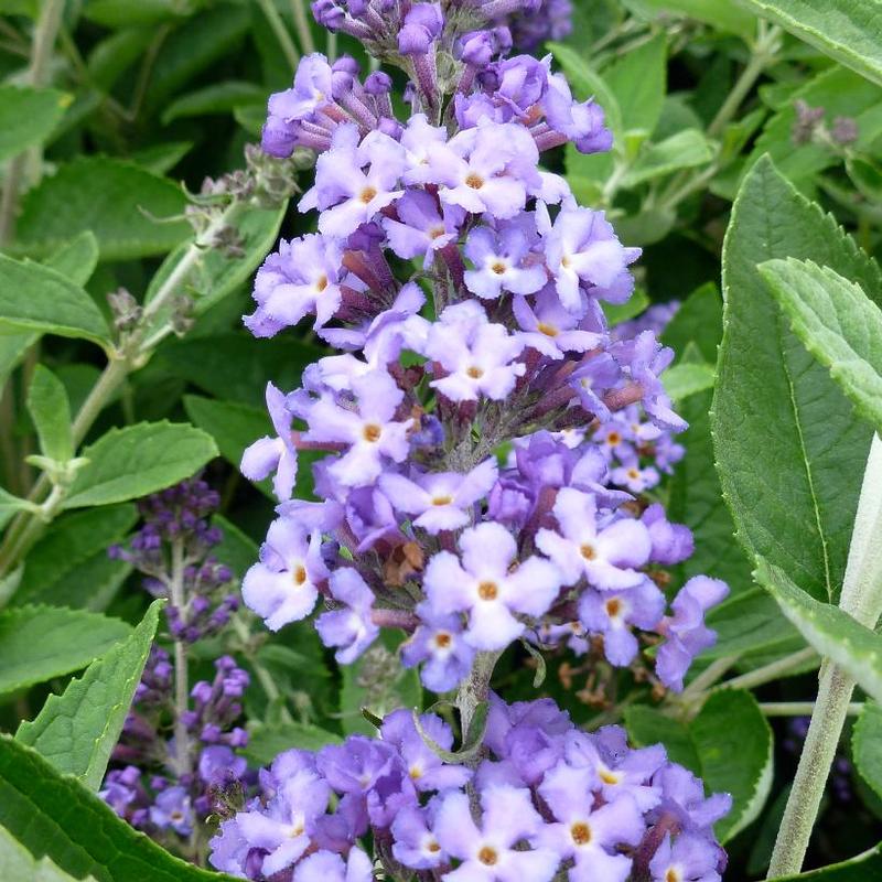 Buddleia Podaras #8