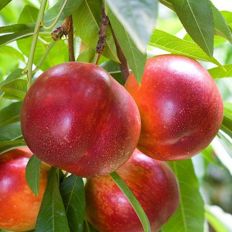 Nectarine Fantasia