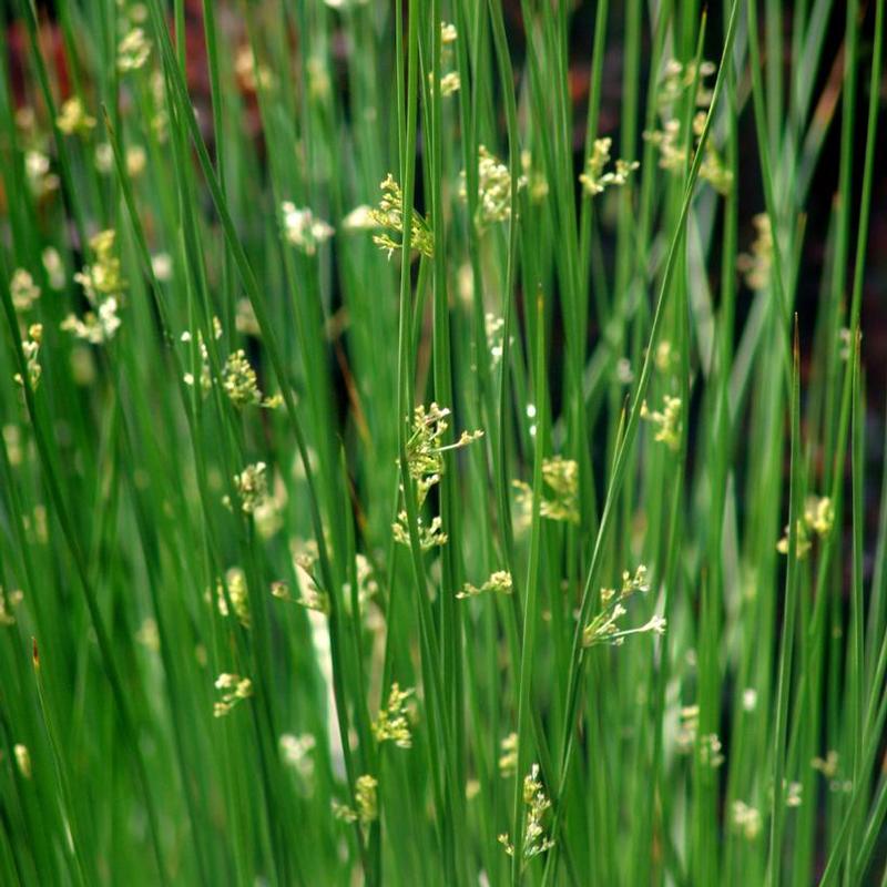 Juncus effusus 