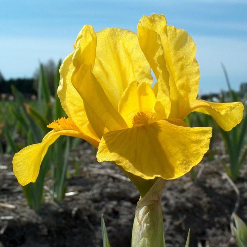 Iris pumila Orange Caper