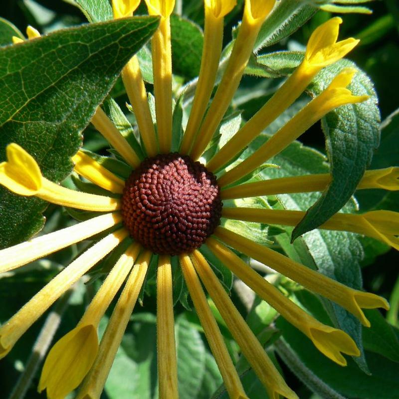 Rudbeckia subtomentosa Henry Eilers