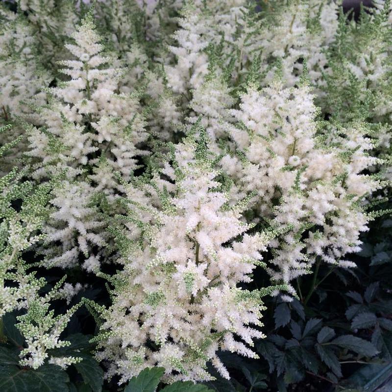 Astilbe x Younique™ Verswhite