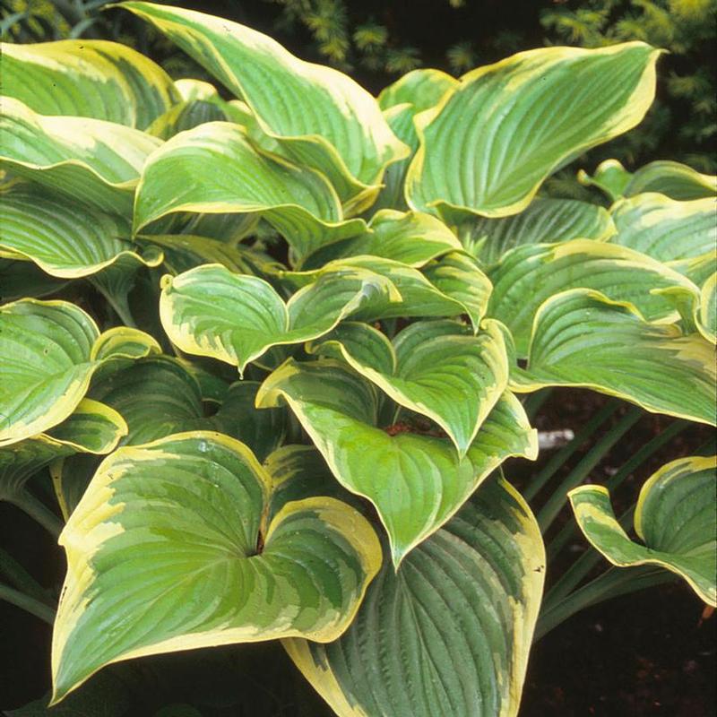 Hosta Victory