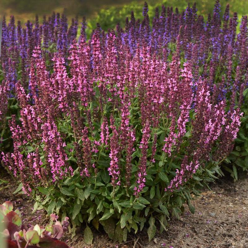 Salvia nemorosa New Dimension Rose