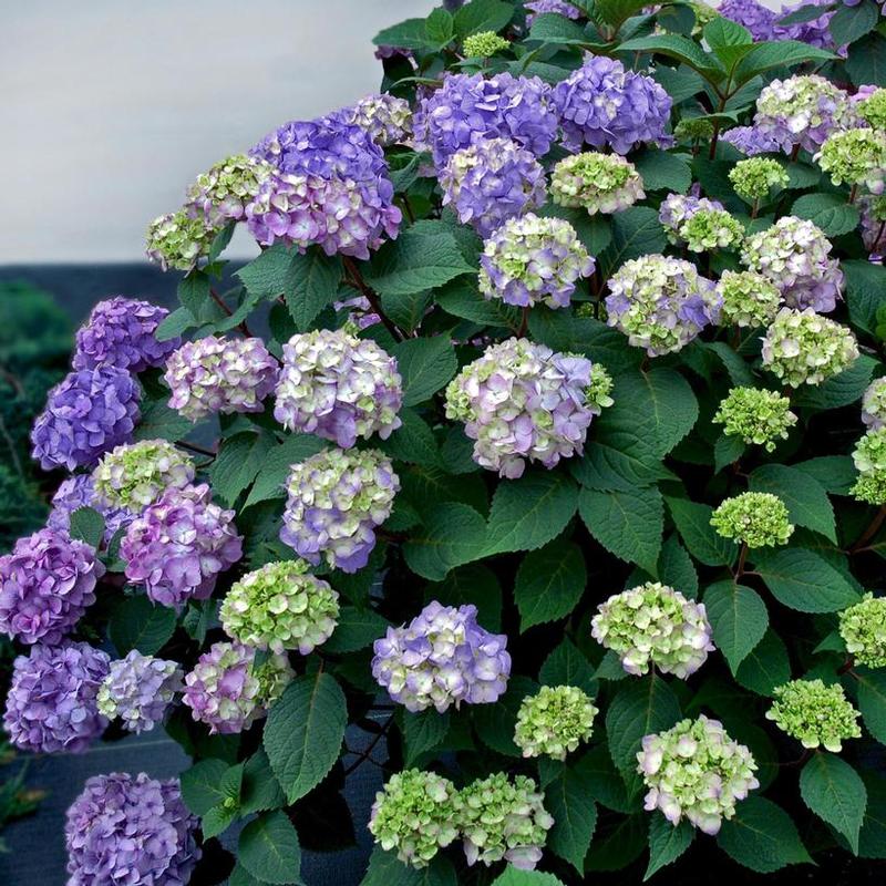 Hydrangea macrophylla Endless Summer® Bloomstruck