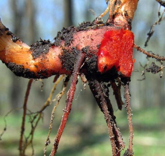 Sanguinaria canadensis 