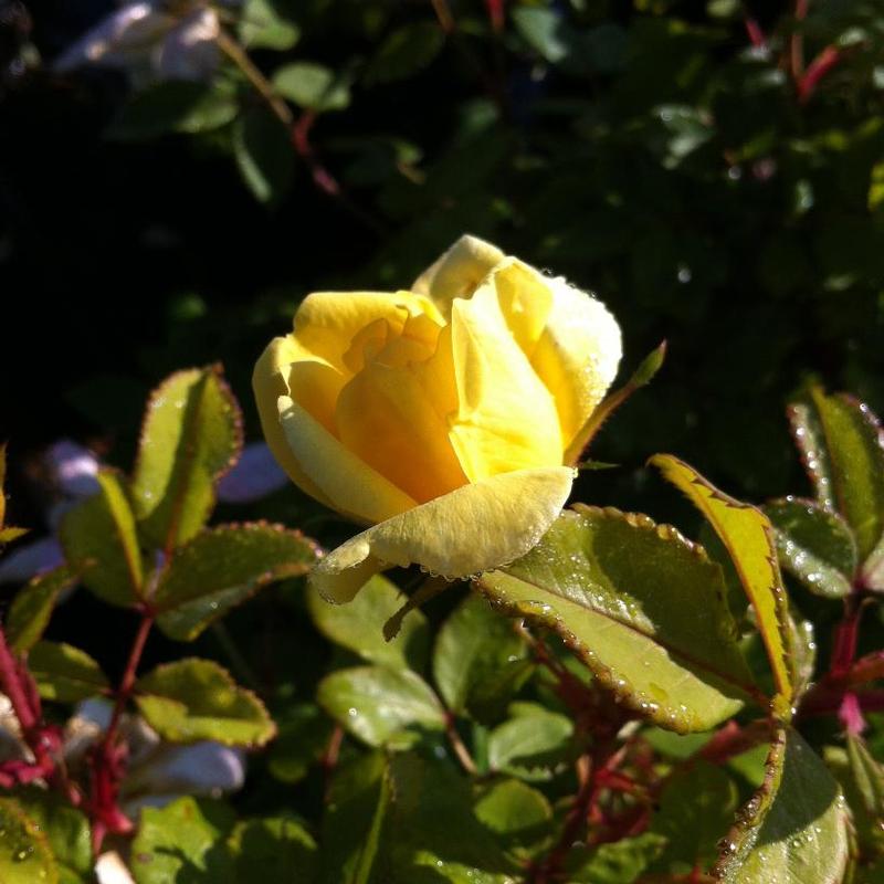 Rosa Knock Out® RADsunny