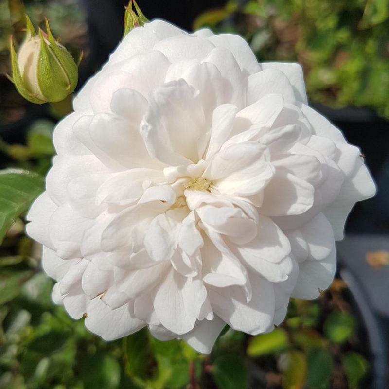 Rosa Vigorosa® KORstarnow