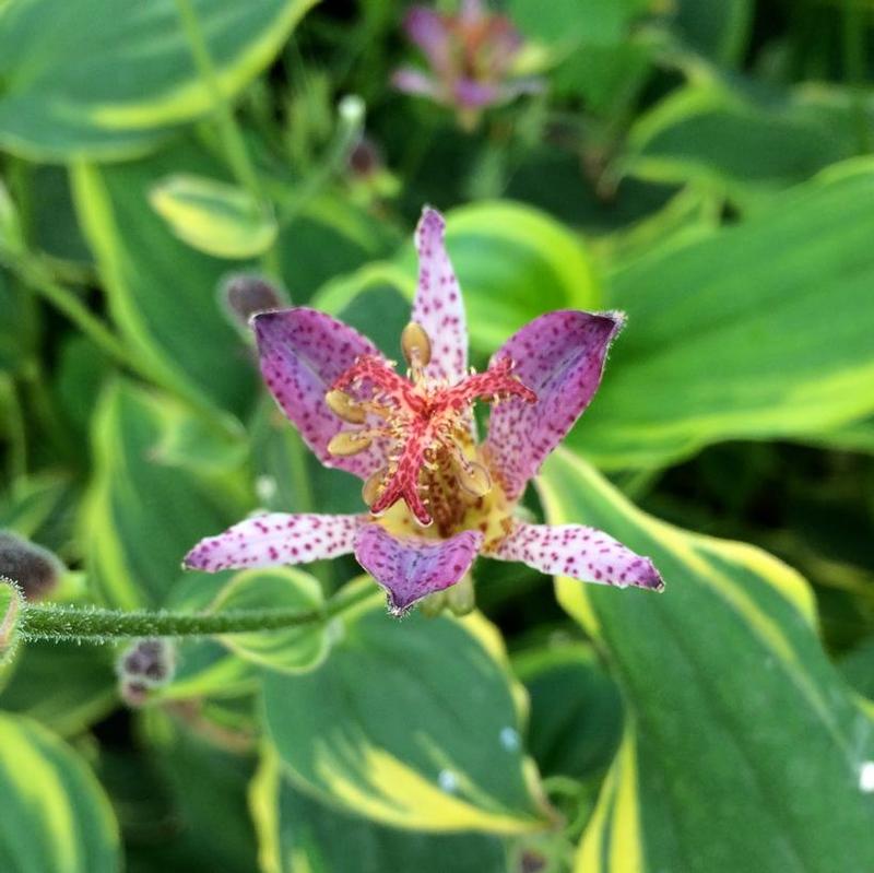 Tricyrtis formosana Autumn Glow