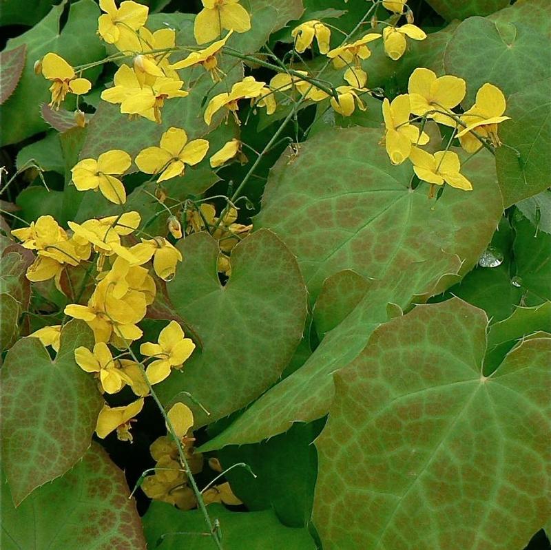 Epimedium x perralchicum Frohnleiten