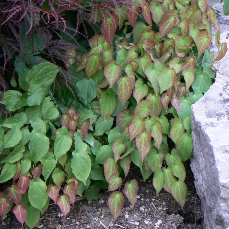 Epimedium rubrum 