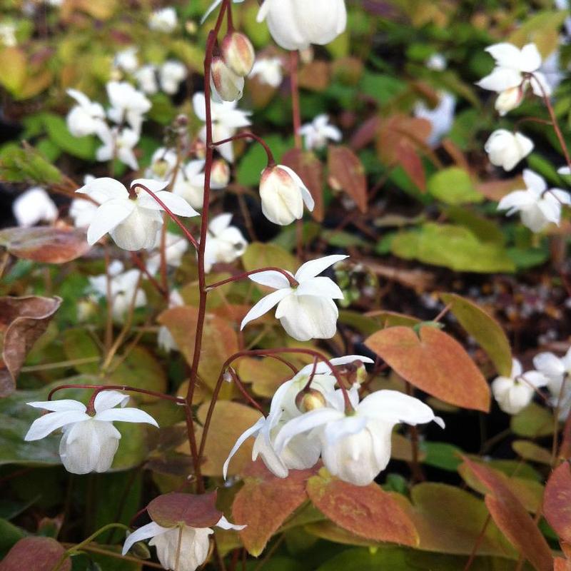 Epimedium x youngianum Niveum