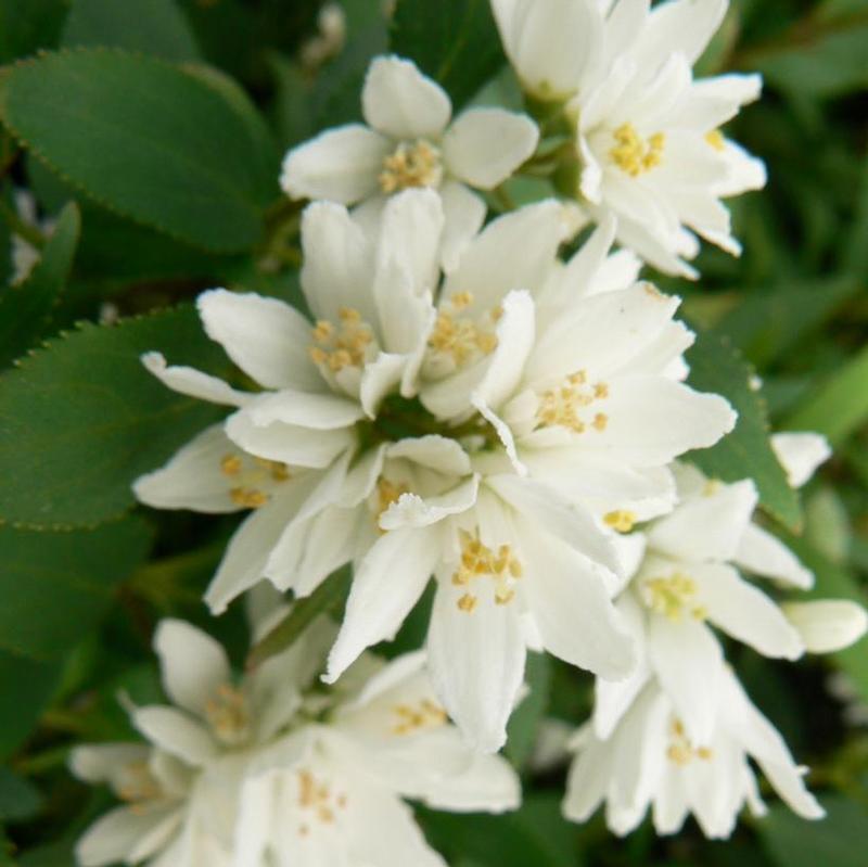 Deutzia crenata Nikko