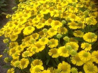 Helenium autumnale Mariachi™ Sombrero