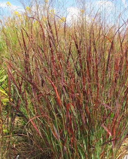 Panicum virgatum Blood Brothers