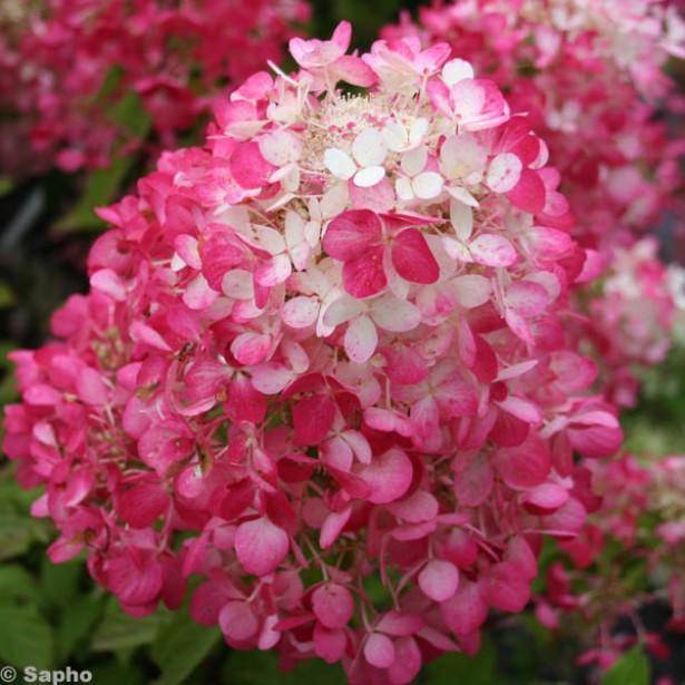 Hydrangea paniculata First Editions® Rendia