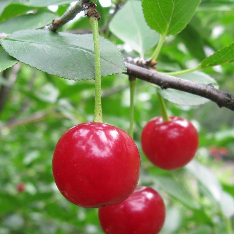 Cherry-shrub Romance Romeo