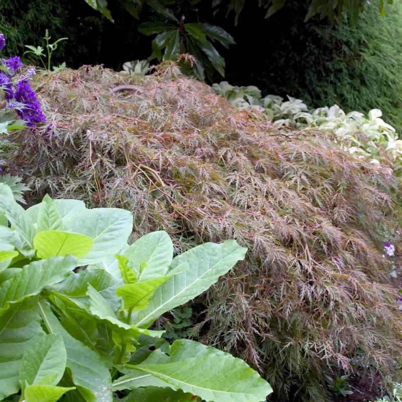 Acer palmatum dissectum Tamukeyama