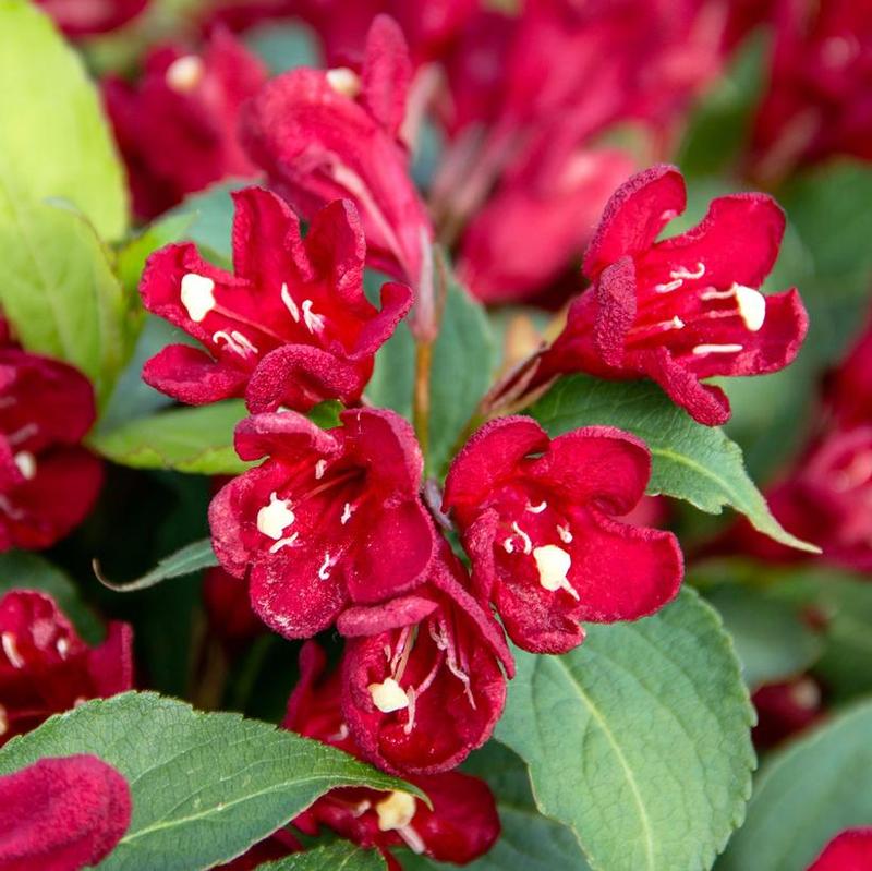 Weigela x Bloomin' Easy® Slingco 2