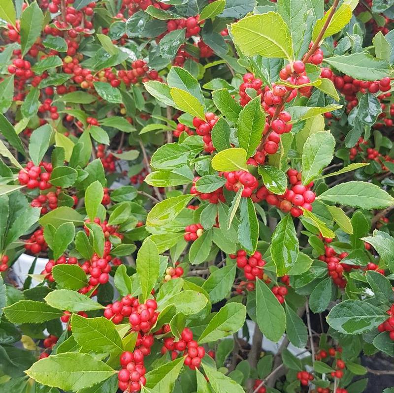 Ilex verticillata Little Goblin NCIV1