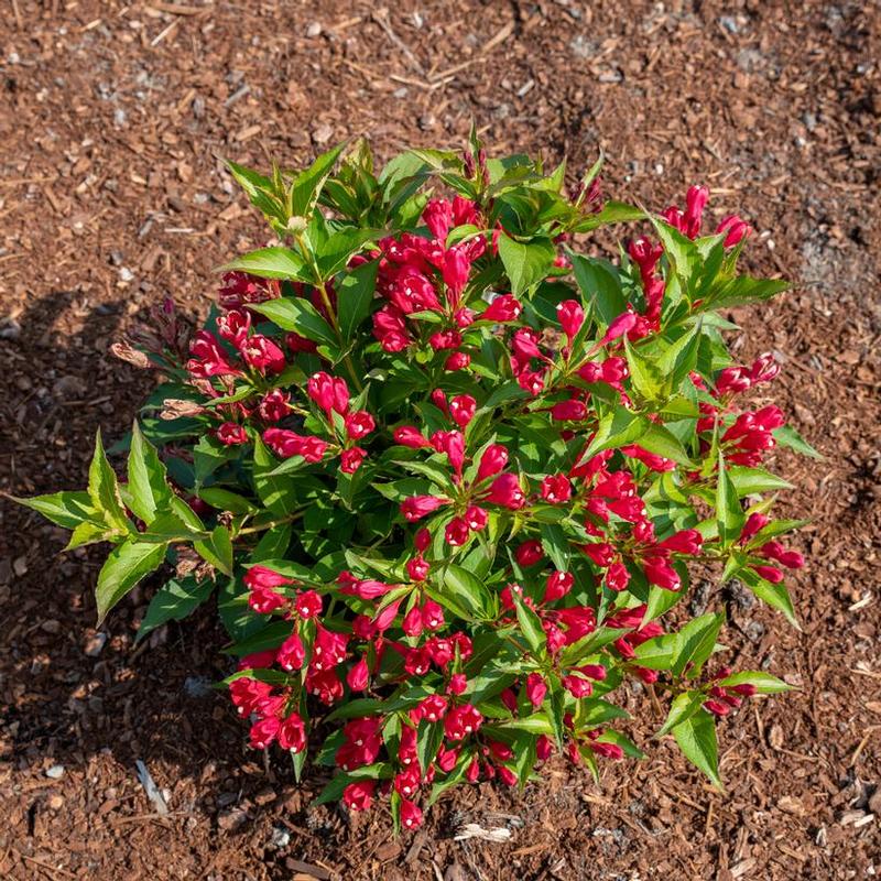 Weigela x Bloomin' Easy® Slingco 1