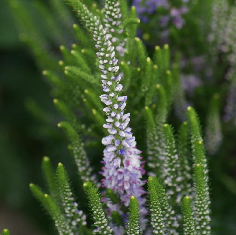 Veronica x Bicolor Explosion