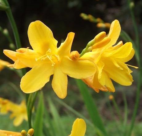 Crocosmia x Buttercup