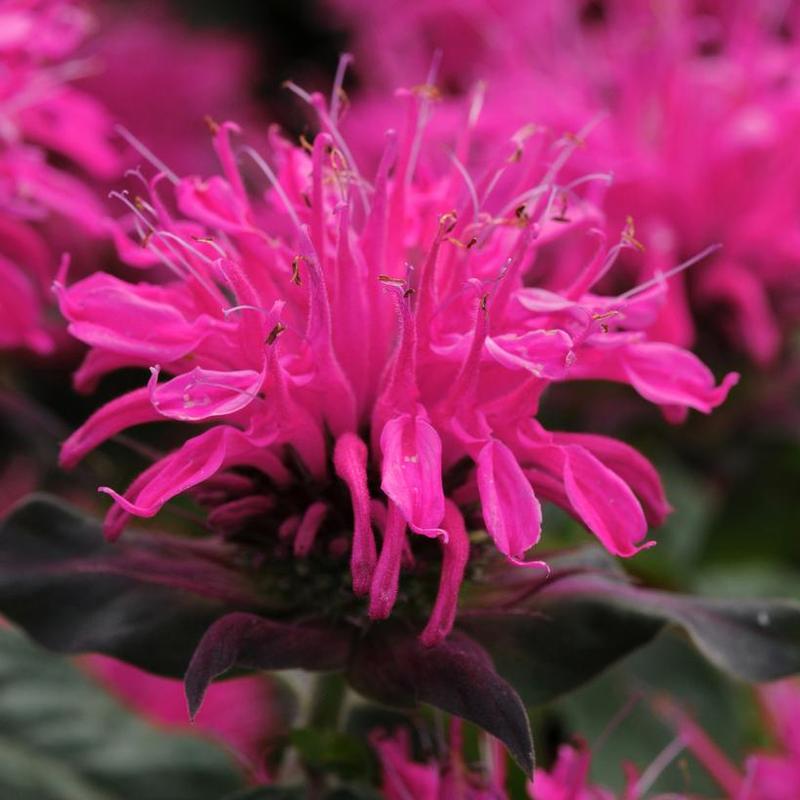 Monarda didyma Balmy Balbalmose