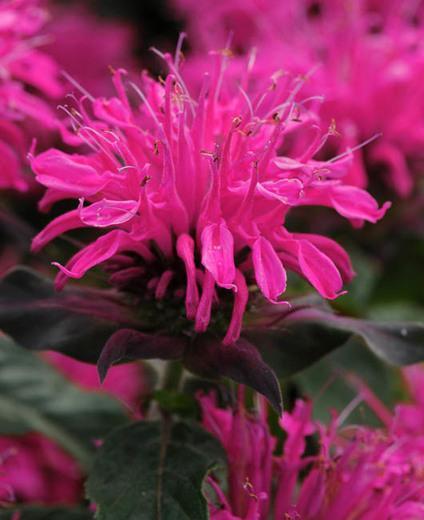 Monarda didyma Balmy Balbalmink