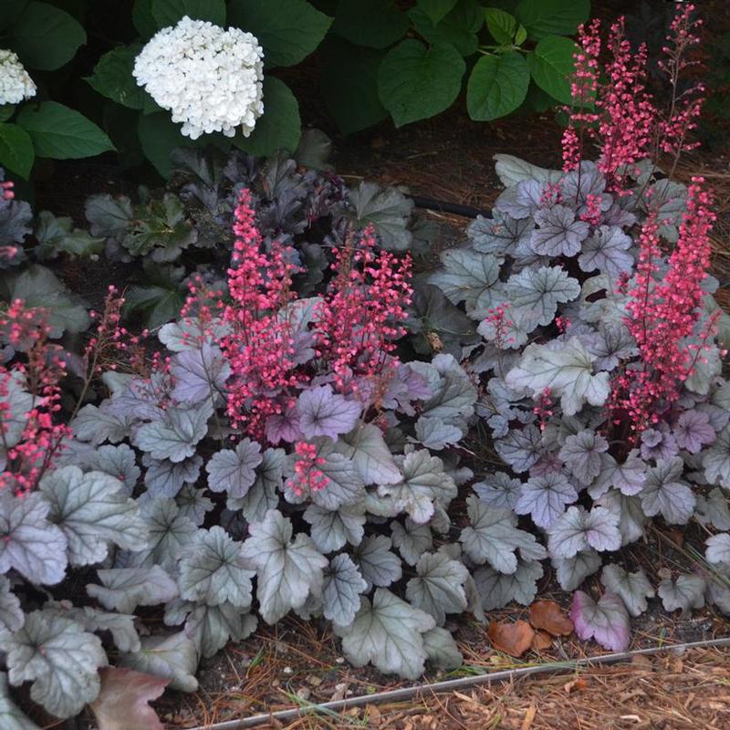 Heuchera x Dolce® Silver Gumdrop