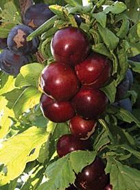 Cherry-Plum Nadia