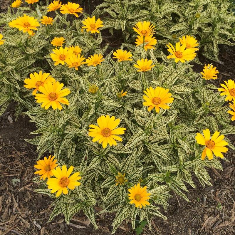 Heliopsis helianthoides Sunstruck