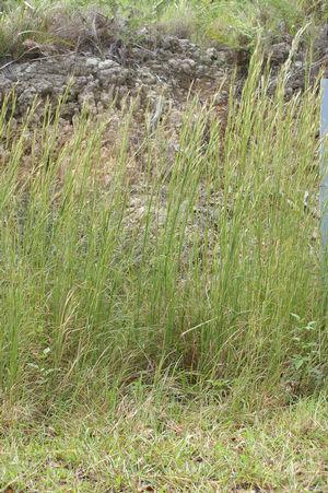 Andropogon virginicus 