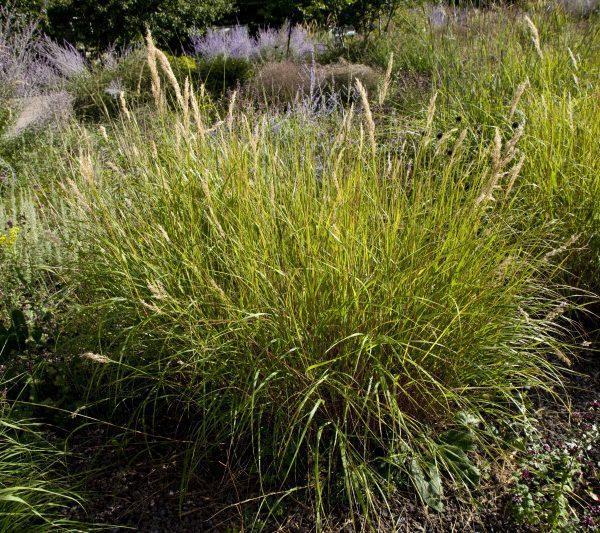 Elymus canadensis 