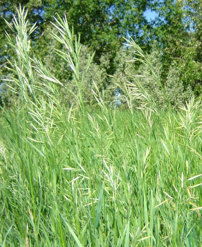 SWEET GRASS (Hierochloe odorata)