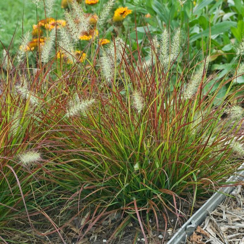 Pennisetum alopecuroides Burgundy Bunny