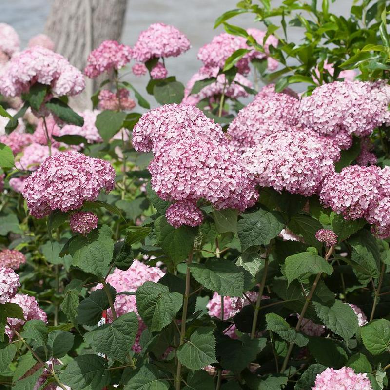 Hydrangea arborescens NCHA4