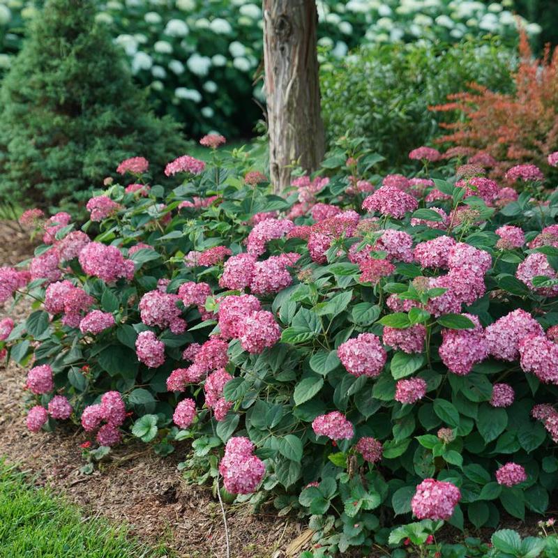 Hydrangea arborescens NCHA3