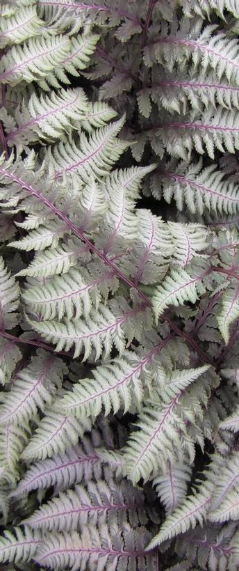 Athyrium niponicum Regal Red