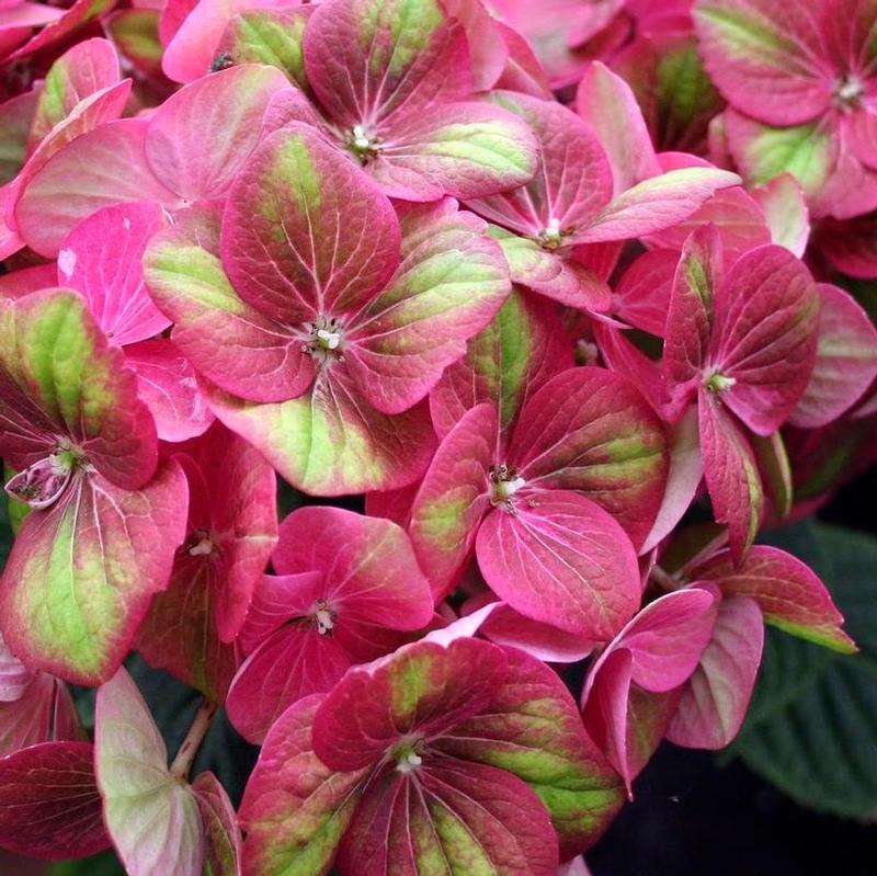 Hydrangea macrophylla Bloomin' Easy QUFU