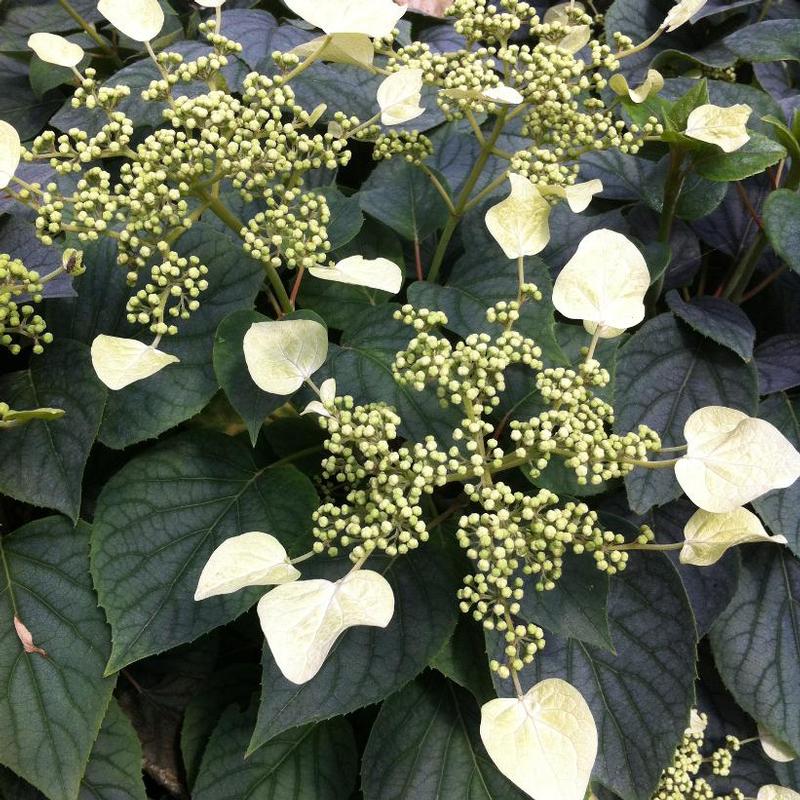 Schizophragma hydrangeoides Moonlight