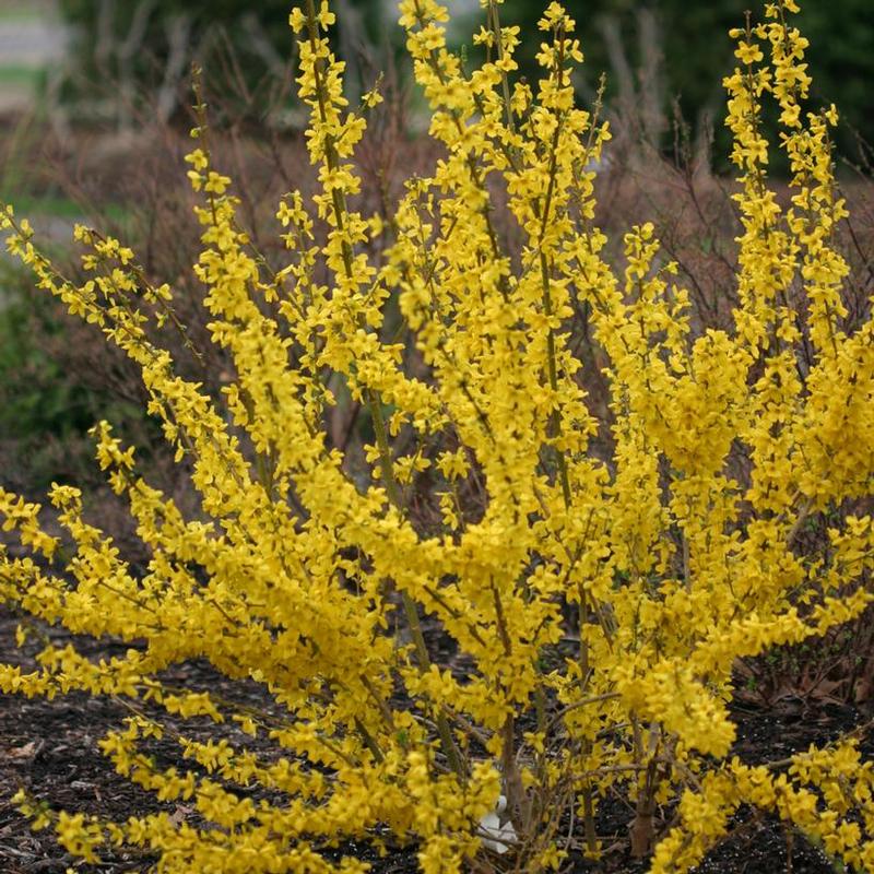 Forsythia x intermedia Show Off® Minfor6