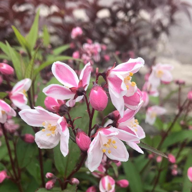 Deutzia x rosea Nikko Blush