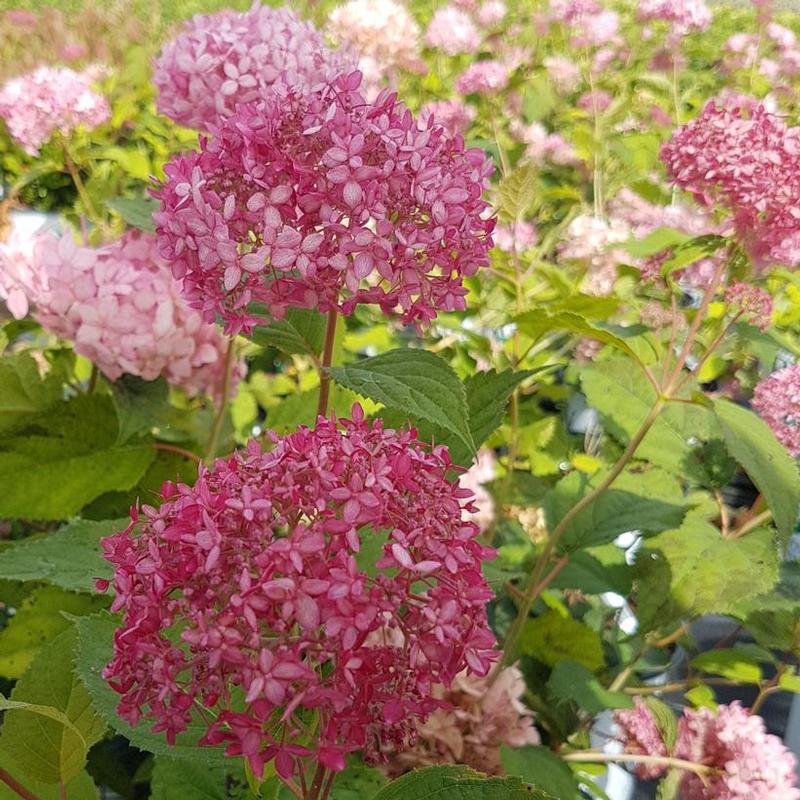 Hydrangea arborescens NCHA2