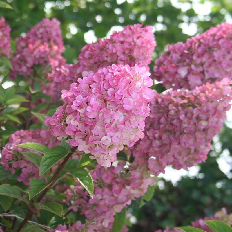 Hydrangea paniculata First Editions® Rensun