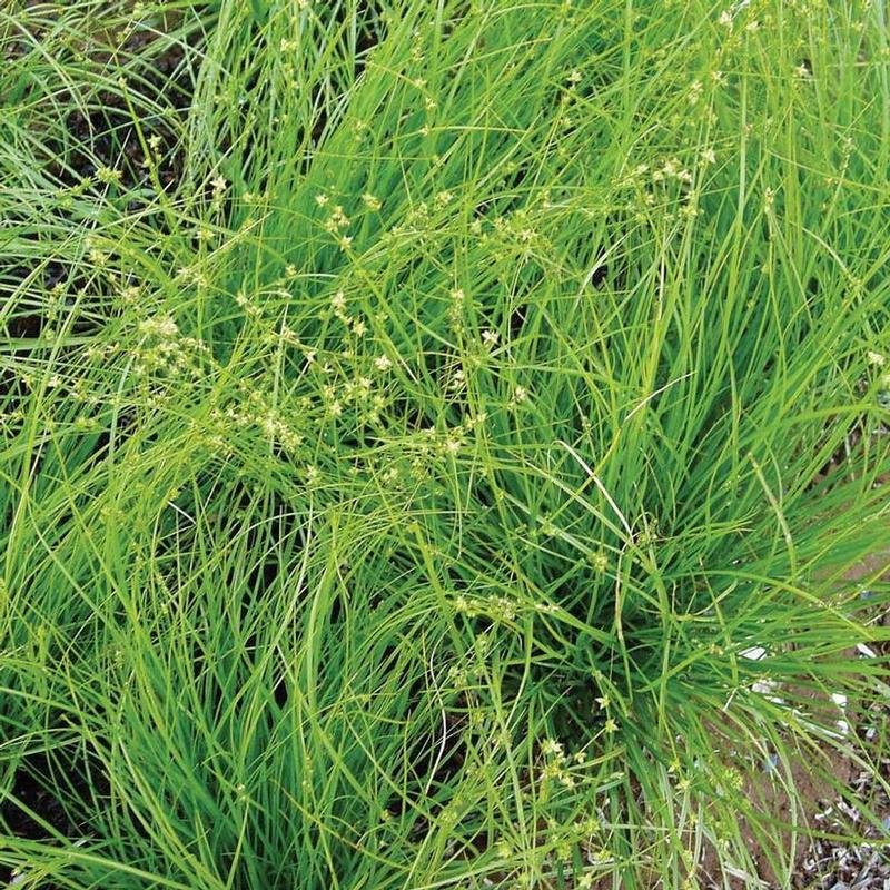 Carex rosea 